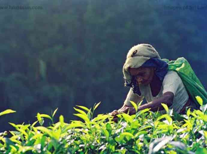 වතුකරයේ ජනතාවට රොටි කන්න පාන් පිටි නෑ