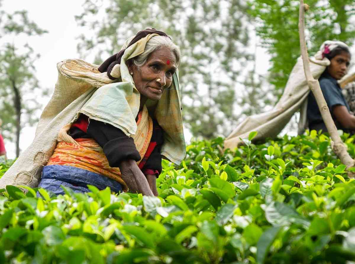 tea-plantation-estate