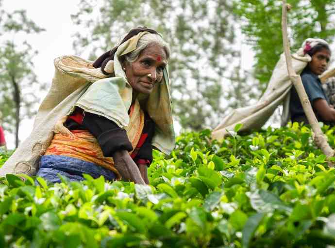 tea-plantation-estate