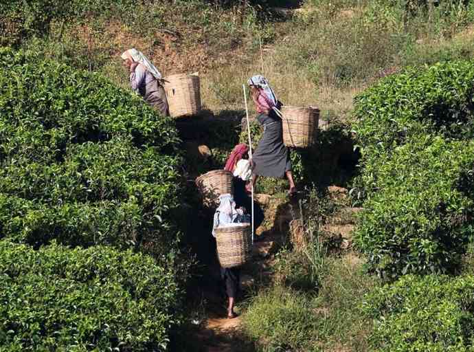 tea-plantation-workers