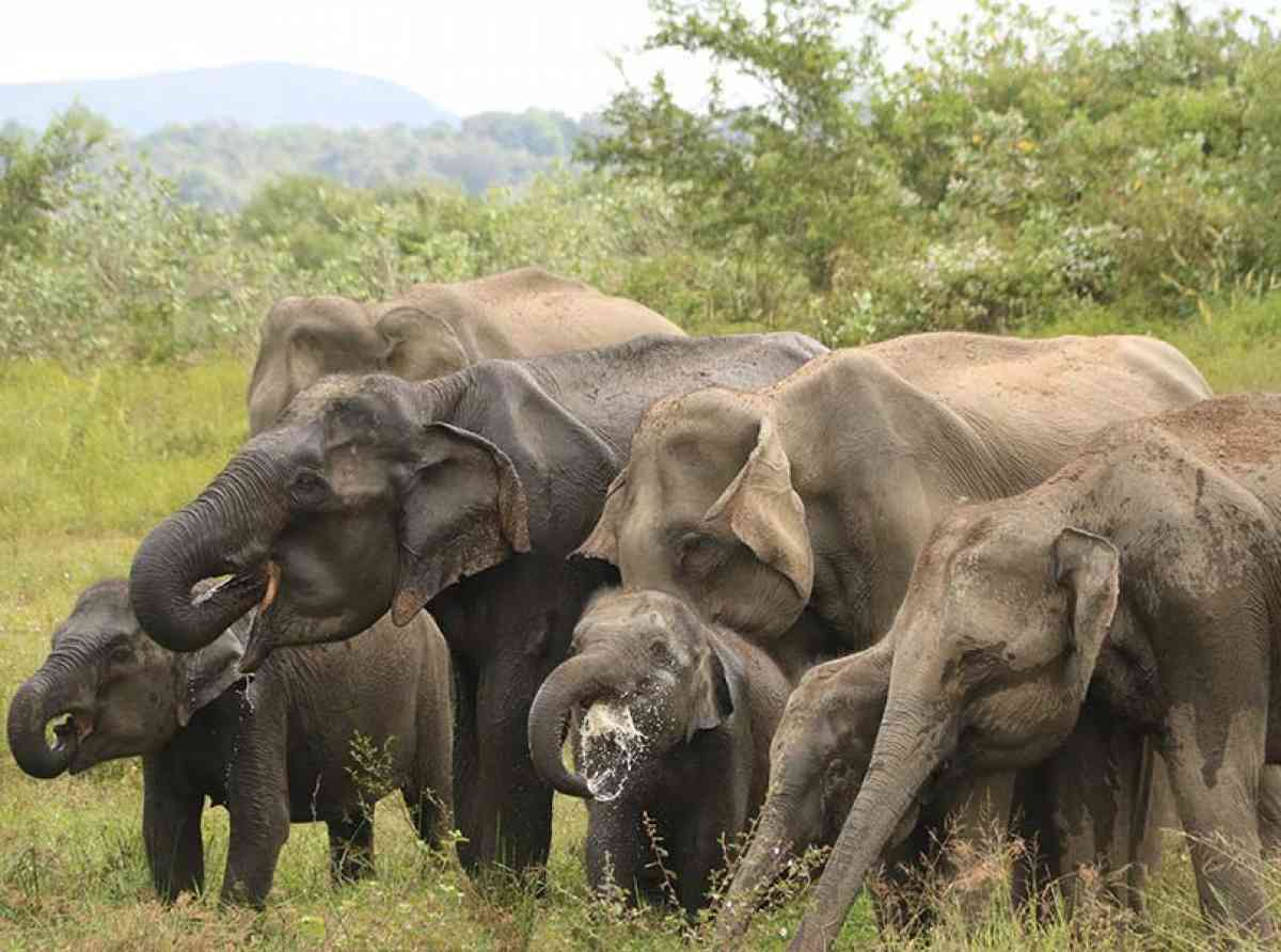 ඔයාමඩුව සිරවී සිටින වන අලින් බඩගින්නේ - පරිසර ඇමතිට දන්වයි