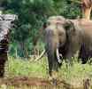 අලි-මිනිස් ගැටුම් අවුළුවාලීමෙන් ග්‍රාමීය දුප්පත්කම පිටුදැකිය හැකිද? - සුපුන් ළහිරු ප්‍රකාශ්