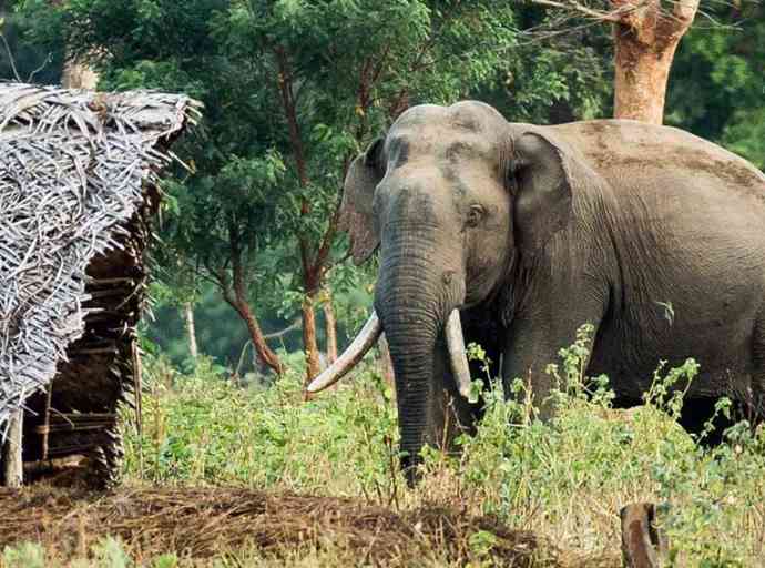 Elephant-human-conflicts