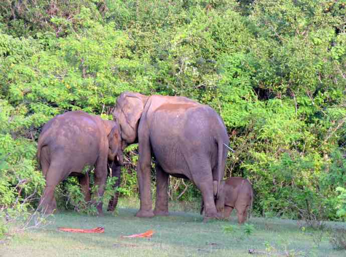 දිවි හිමියෙන් වන දිවි සුරකින වනජීවී සංරක්ෂණ විරුවන් සමරමු !