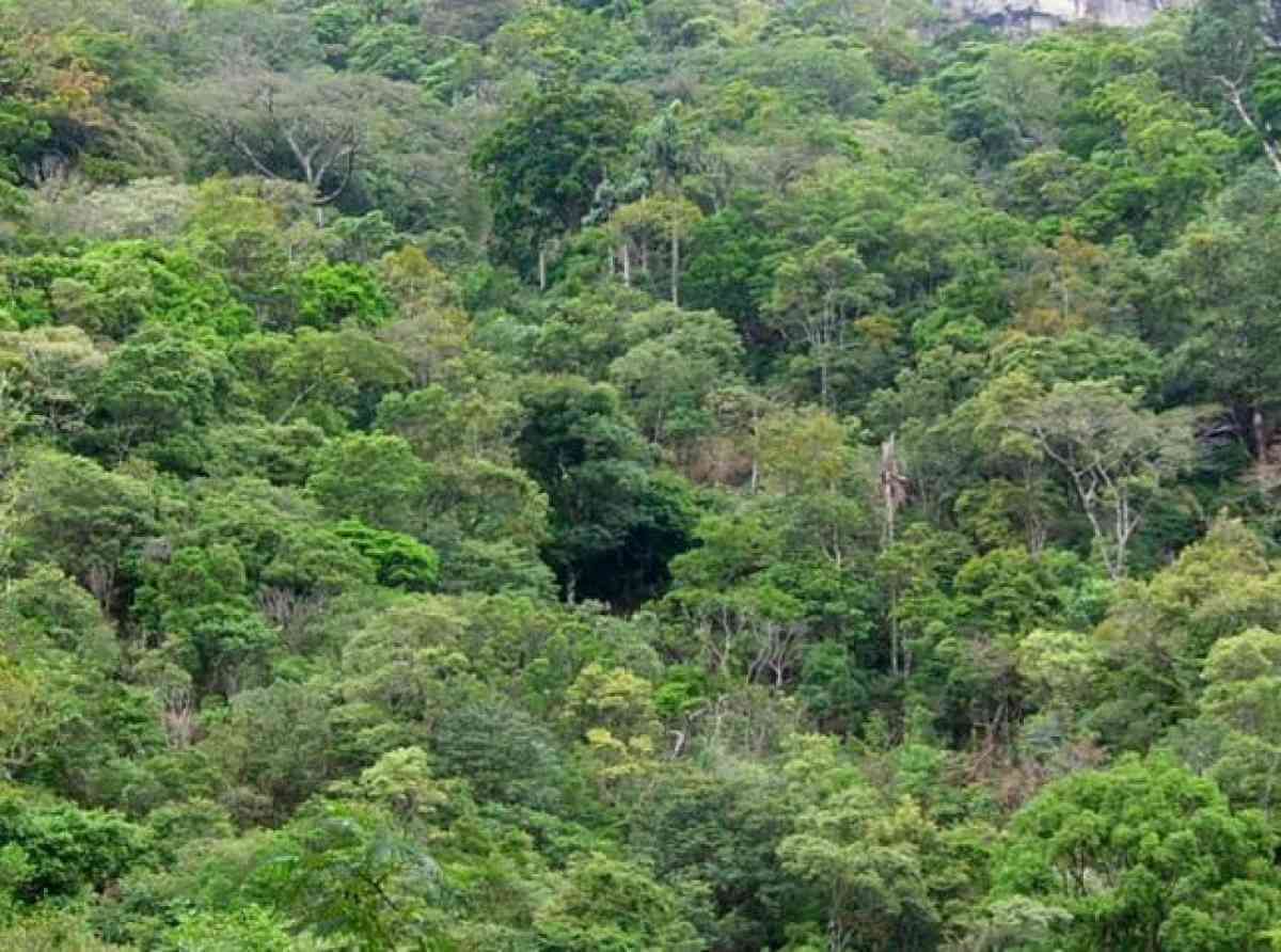 වනාන්තර - අපට අහිමි කර ගත නොහැකි ජීවනාලිය - සංරක්ෂණය ශ්‍රී ලංකාවට වැදගත් වන්නේ මන්දැයි වටහා ගැනීම (පළමුවන කොටස) - ලයනල් බෝපගේ