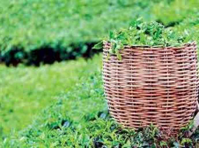 plantation-workers-salary