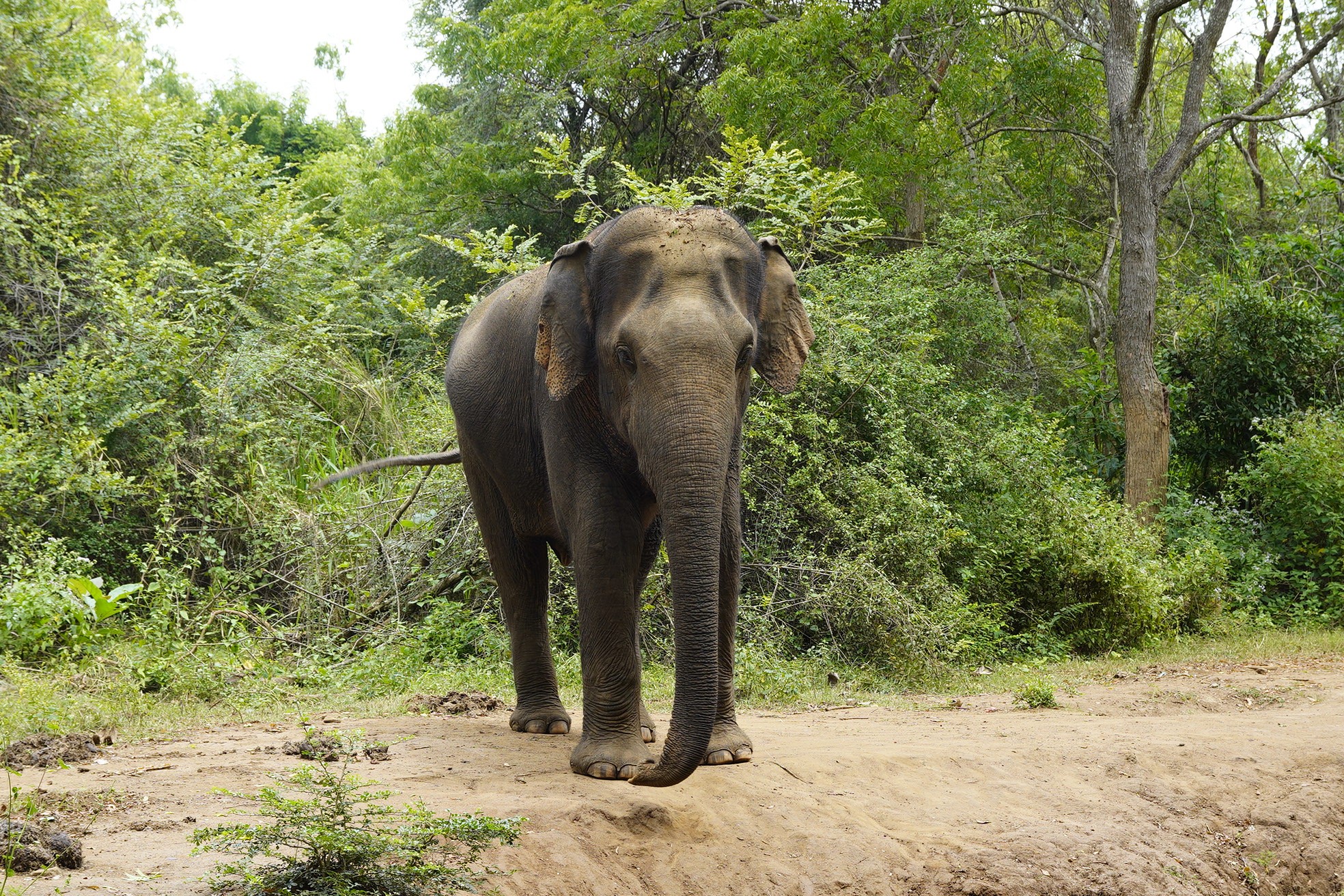 අලි මිනිස් හිතවත්කම් ගැටුමට පෙරලීම