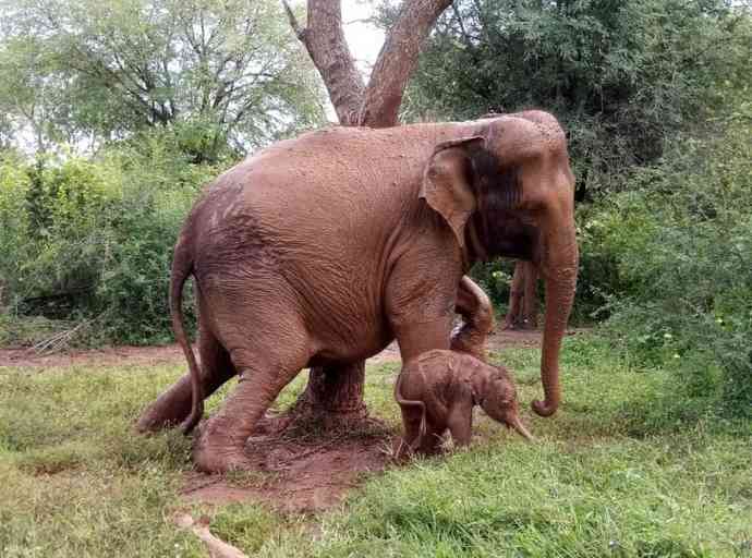 sujeewa-elephant-2026