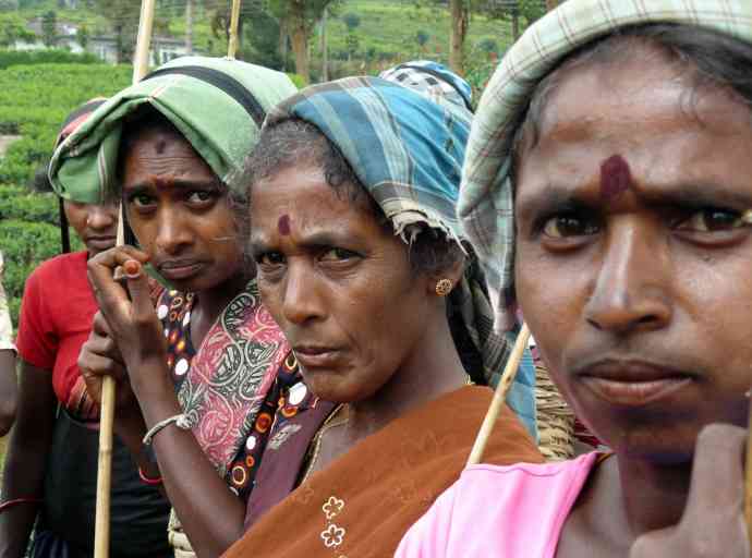 tea-plantation-wokers