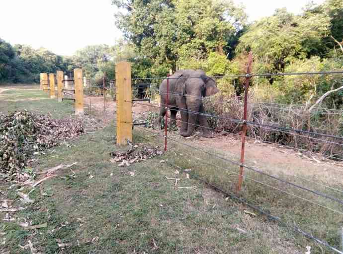 හොරොව්පතාන එළිමහන් අලි සිර කඳවුරට තවත් අලි ඇතුන් බිලි නොදෙනු! - සුපුන් ළහිරු ප්‍රකාශ්